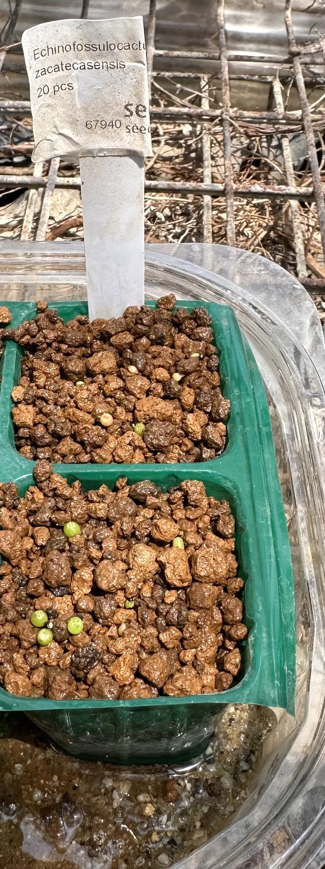 Stenocactus zacatecasensis subsp. zacatecasensis (エキノフォスロカクタス ザカテカセンシス)