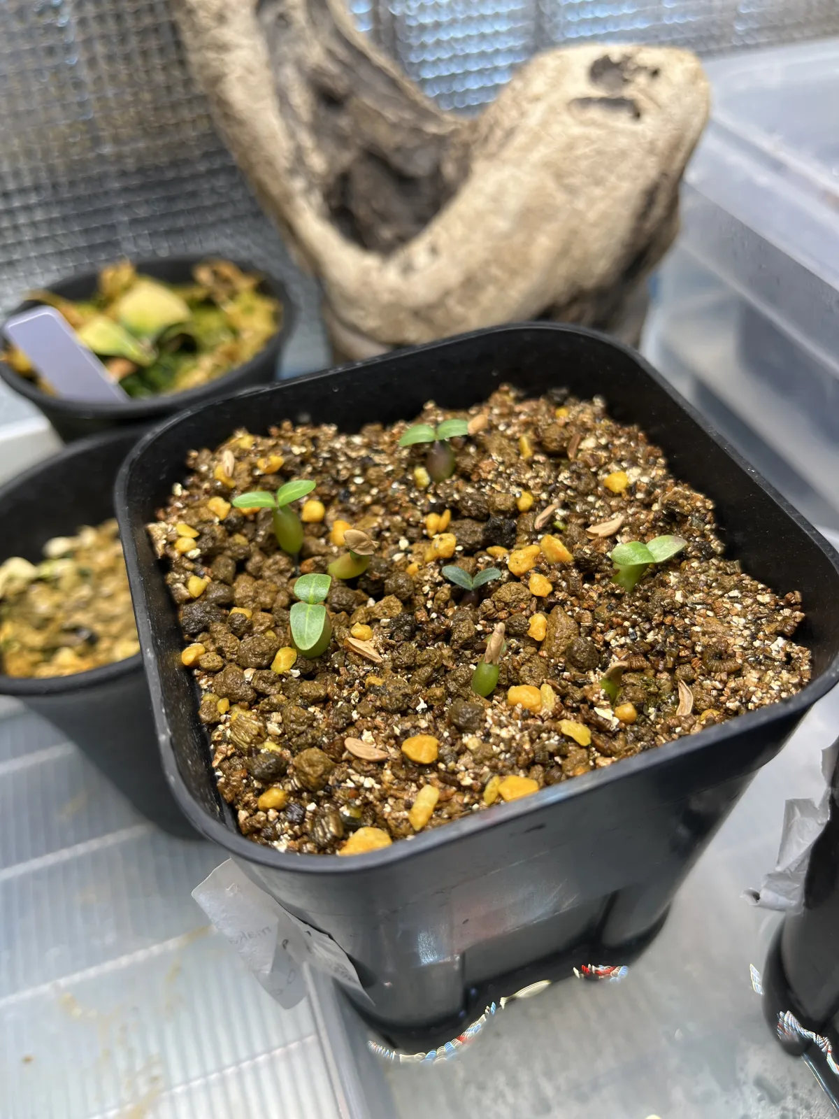 Pachypodium rosulatum subsp. makayense (パキポディウム マカイエンセ)