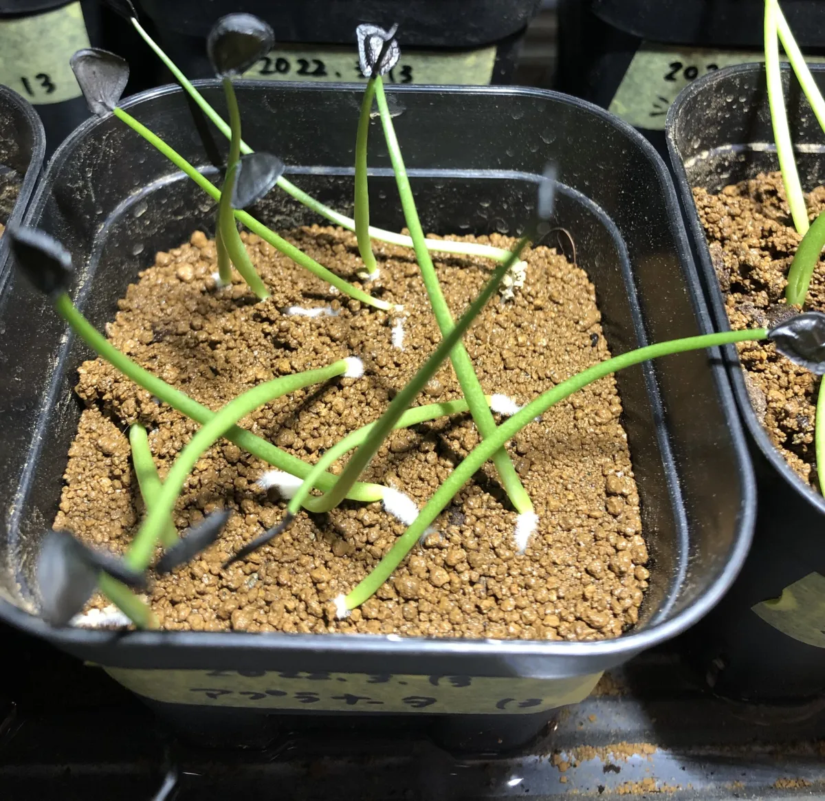 Agave applanata (アガベ アプラナータ 孫悟空)