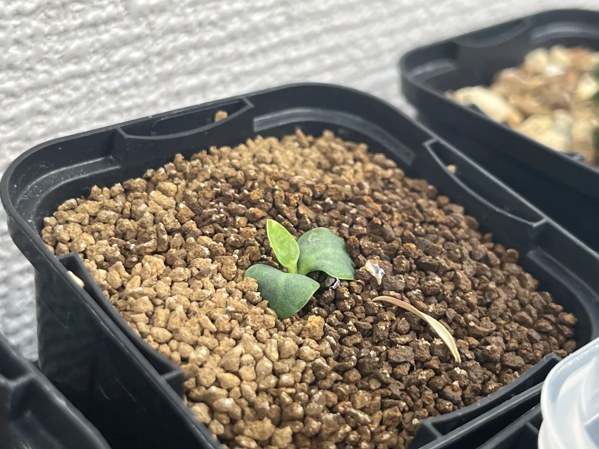 Euphorbia primulifolia var. primulifolia (ユーフォルビア プリムリフォリア)