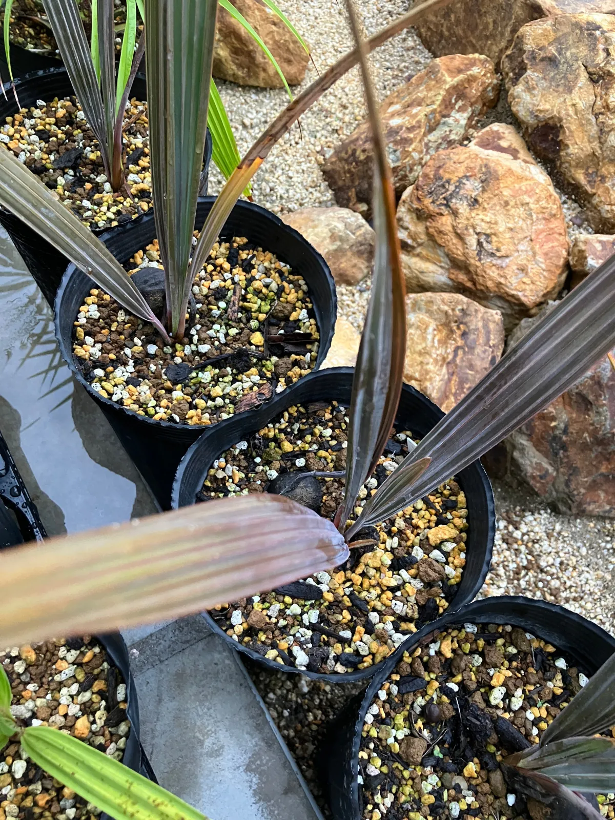 種子]ビスマルキア ノビリス シルバー Bismarckia nobilis 'Silver