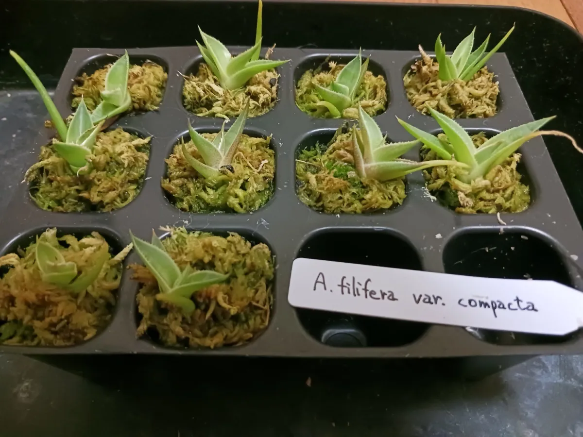 Agave filifera var. compacta (アガベ フィリフェラコンパクタ)