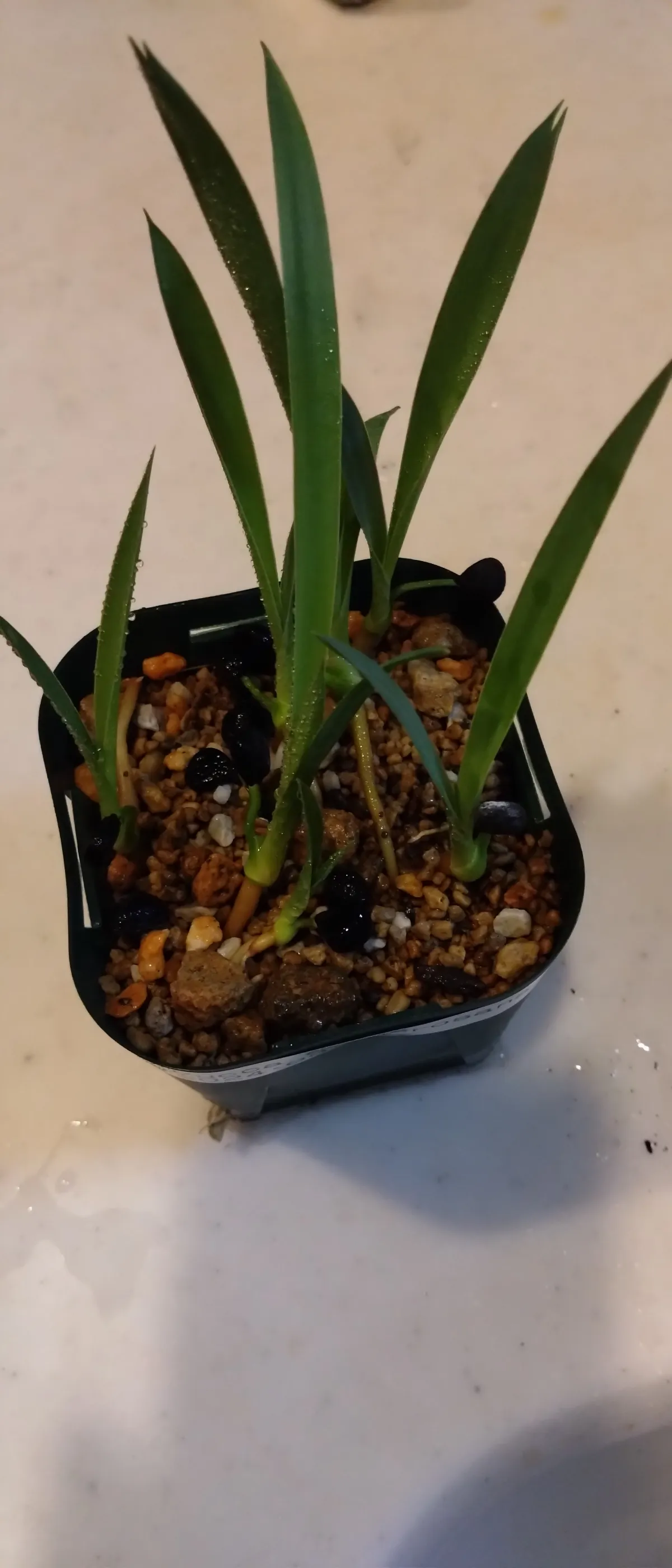 Yucca carnerosana (ユッカ カルネロサーナ)