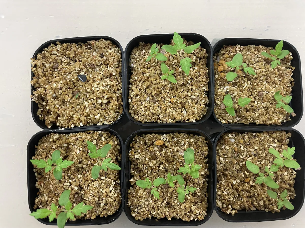 Pachycormus discolor (パキコルムス ディスカラー)