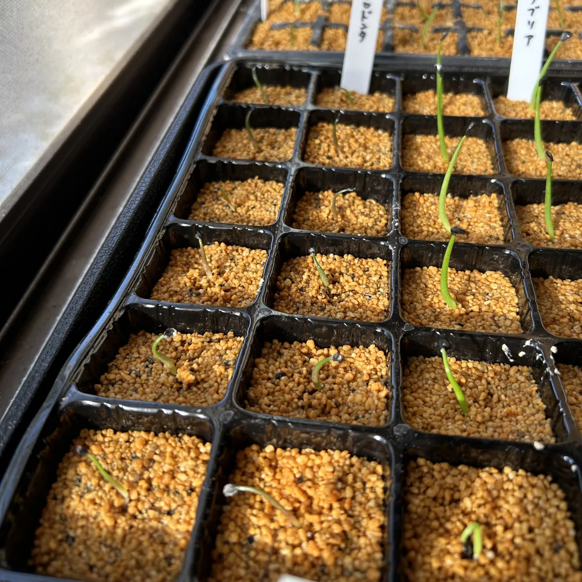 Agave megalodonta (アガベ メガロドンタ)