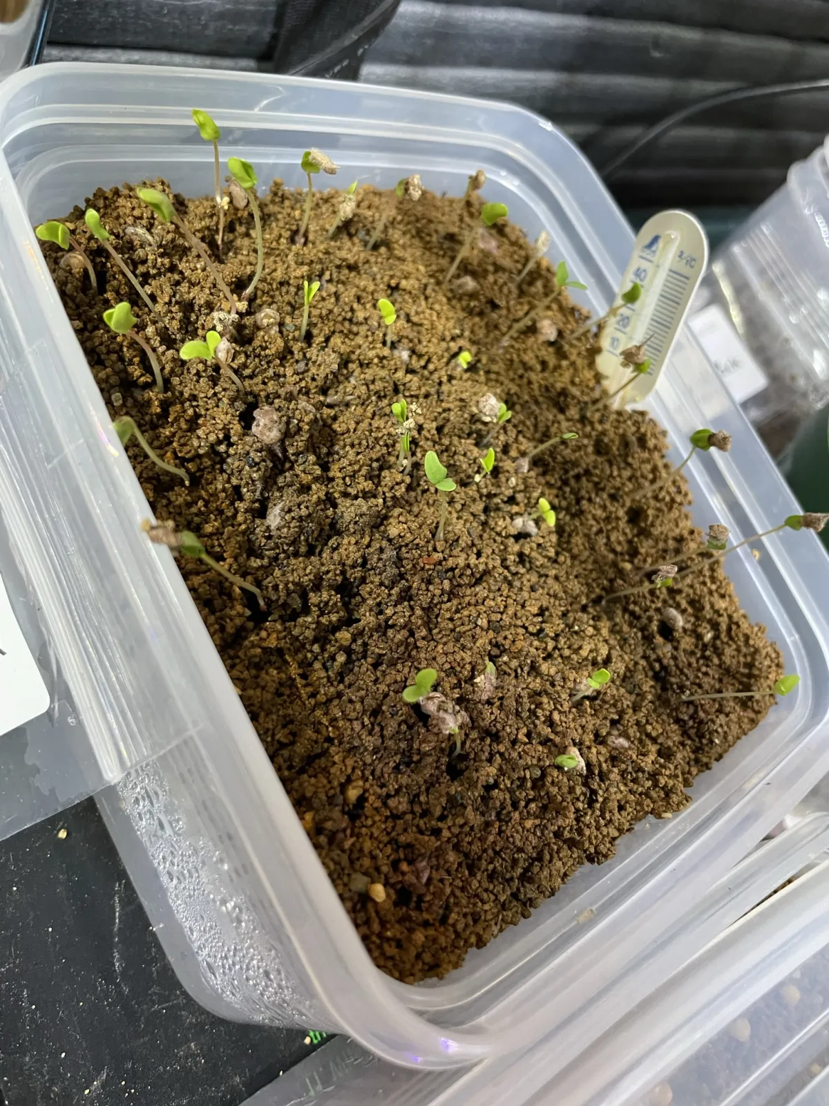 Pachycormus discolor (パキコルムス ディスカラー)