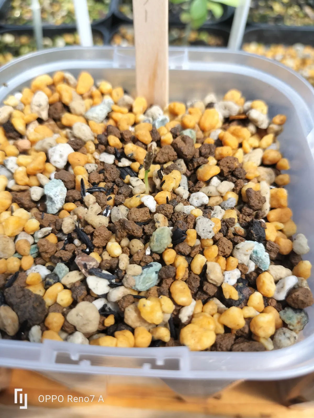 Fouquieria purpusii (フォークイエリア プルプシー)