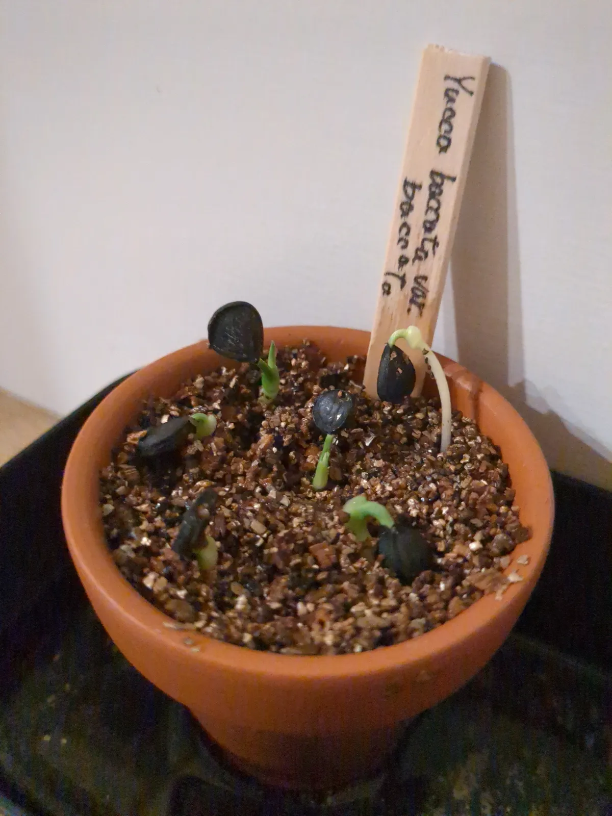 Yucca baccata var. baccata (ユッカ バッカタ)