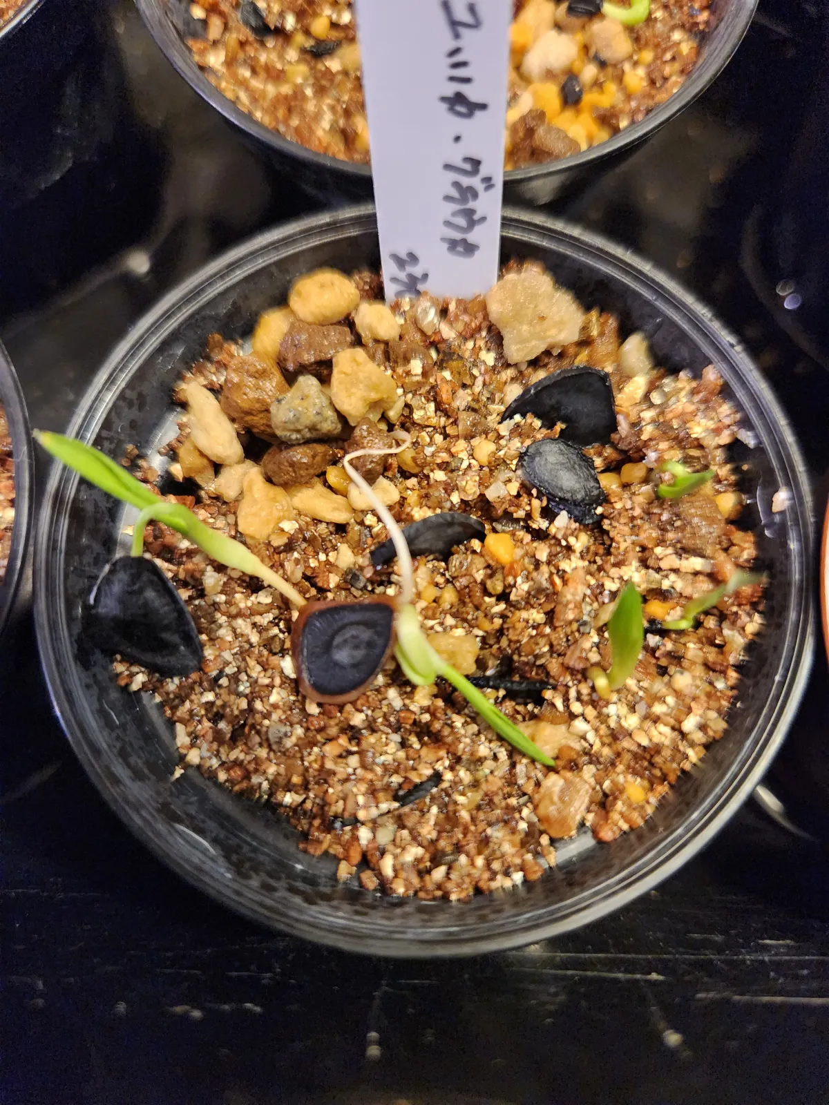 Yucca glauca (ユッカ グラウカ)