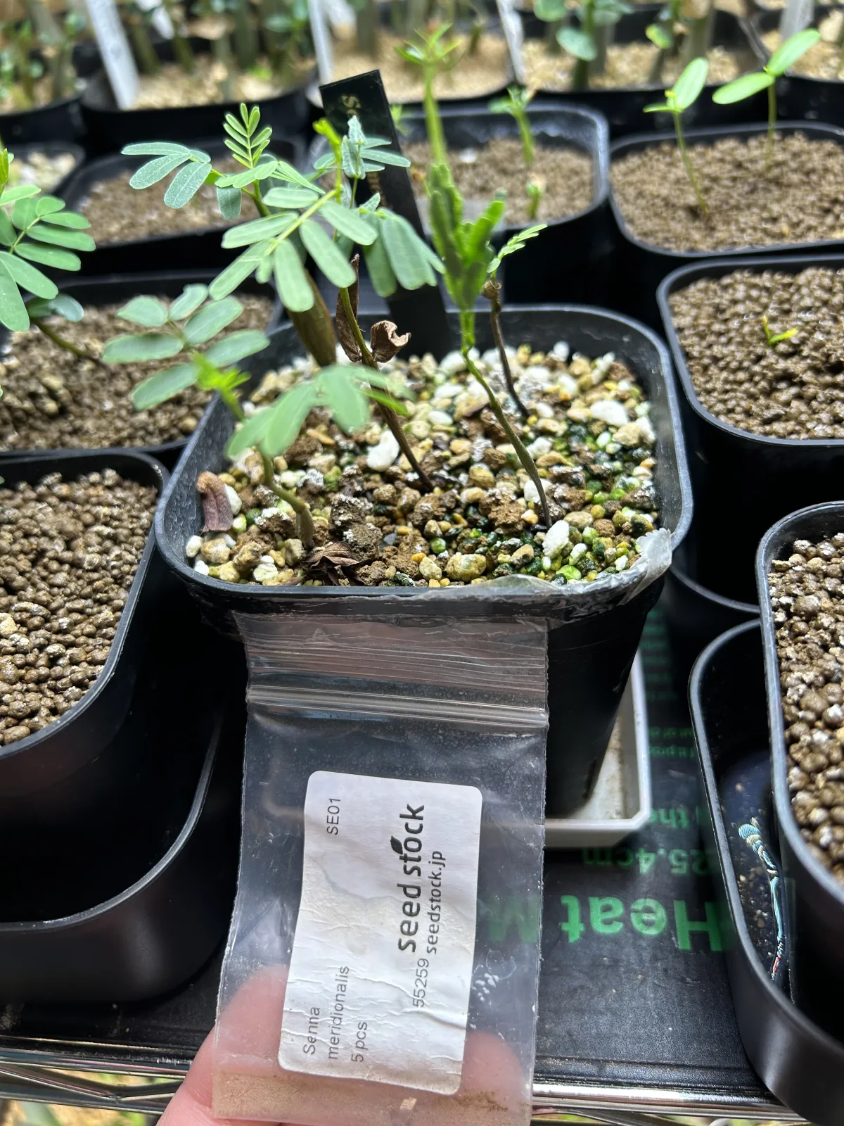 Senna meridionalis (センナ メリディオナリス)