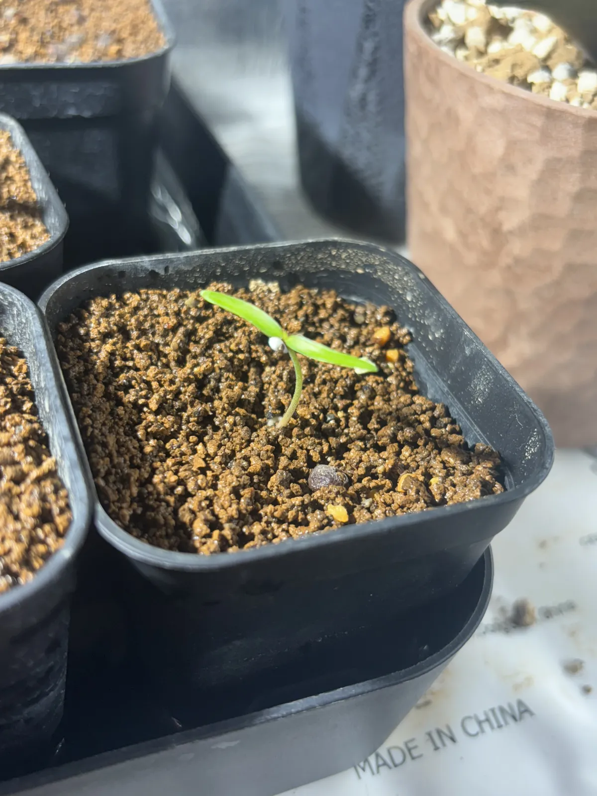 [無料種子] オペルクリカリア 蓋開け練習用 Operculicarya