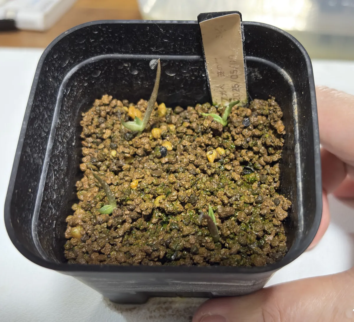 Agave victoriae-reginae (アガベ ビクトリアレジーナエ 笹の雪)