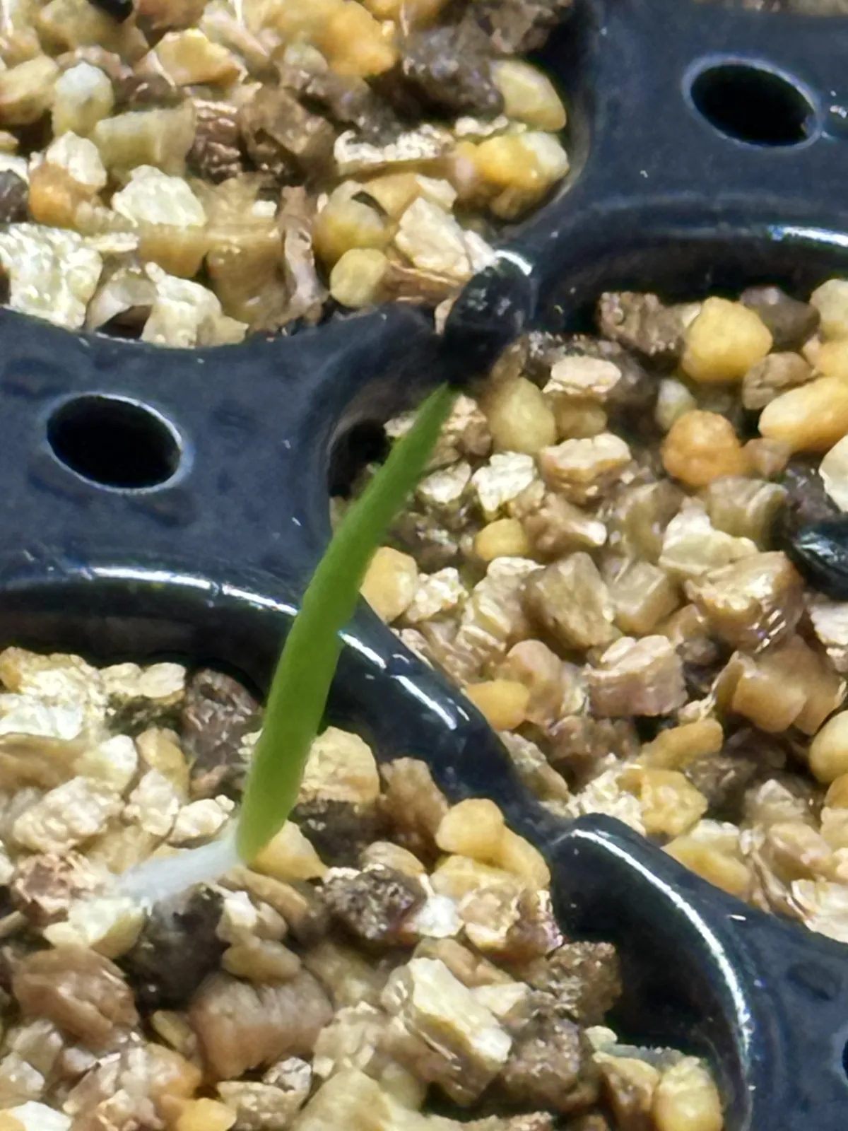 Agave utahensis var. eborispina (アガベ エボリスピナ)