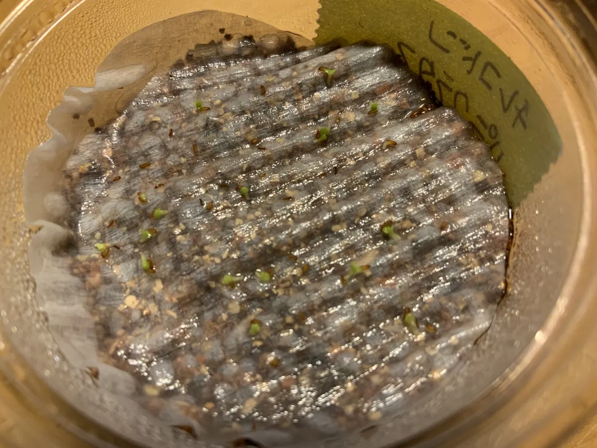 Tylecodon paniculatus (ティレコドン パニクラタス)