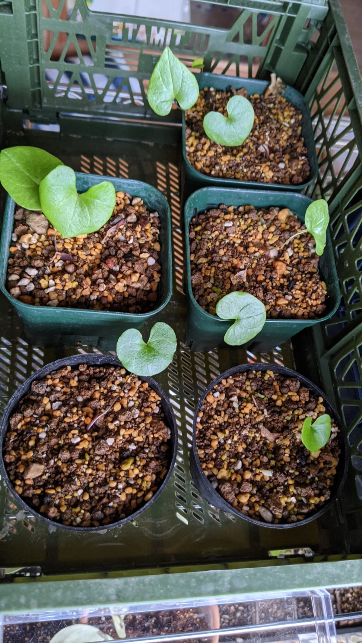 Dioscorea elephantipes (ディオスコレア エレファンティペス アフリカ亀甲竜)