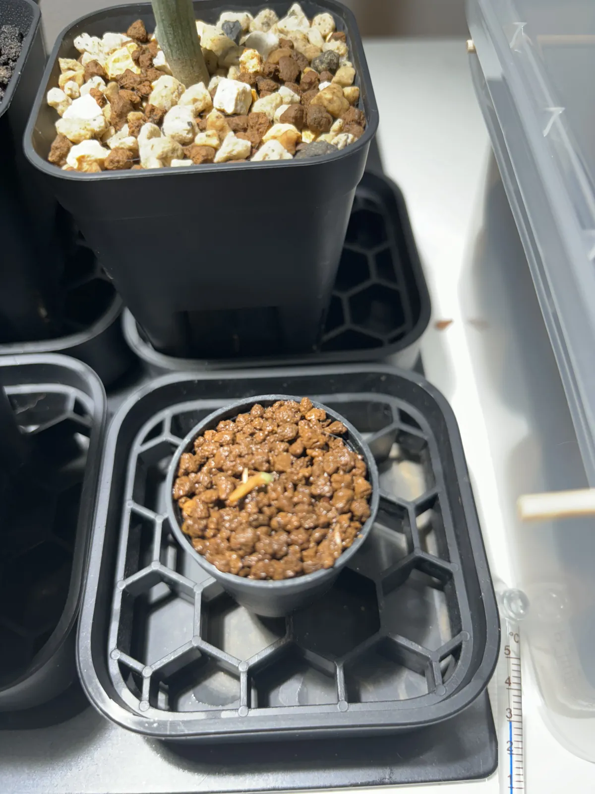 [無料種子] 発芽難 パキポディウム グラキリス　 Pachypodium rosulatum var. gracilius