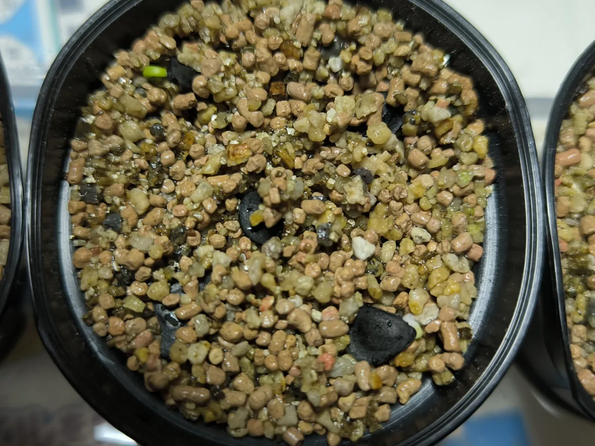 Agave karwinskii (アガベ カルウィンスキー)