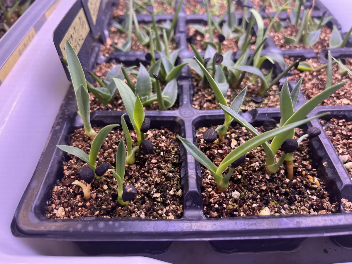 Yucca carnerosana (ユッカ カルネロサーナ)