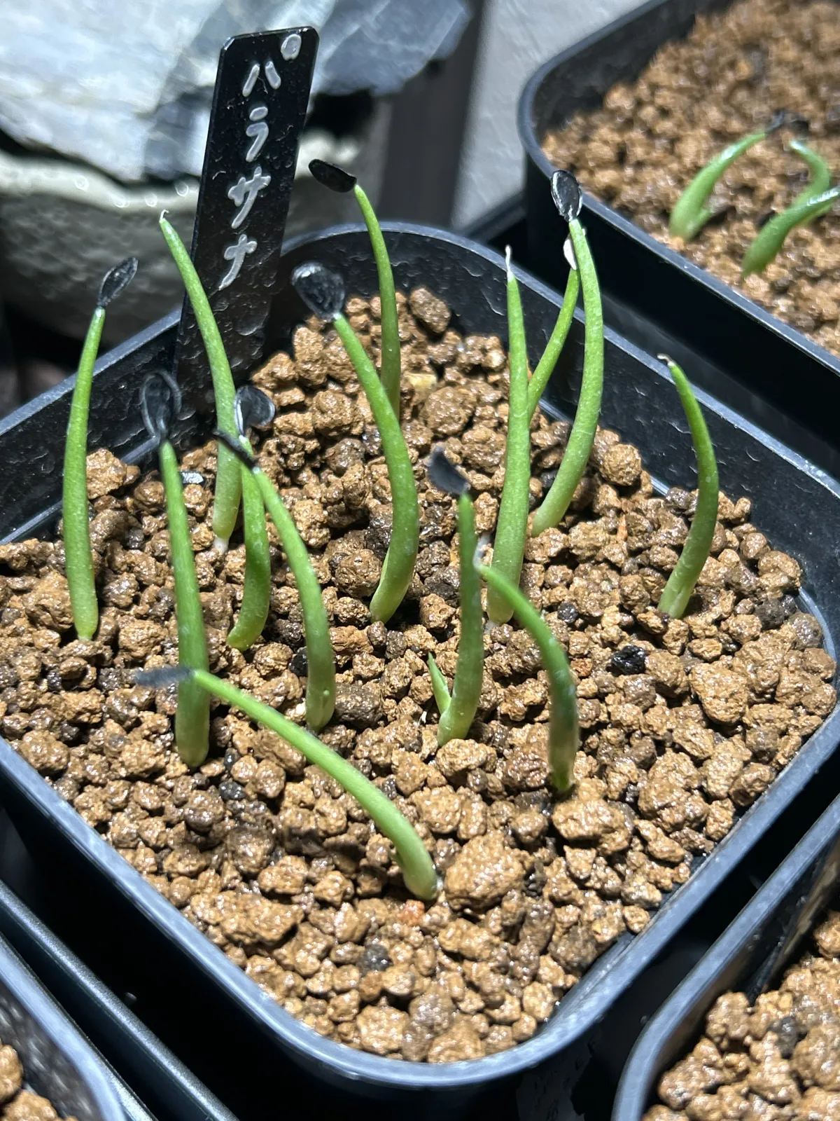 Agave parrasana (アガベ パラサナ)