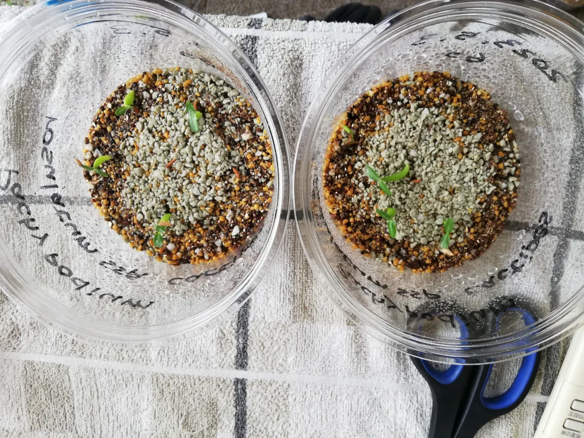 Pachypodium rosulatum ssp. cactipes (パキポディウム カクチペス)