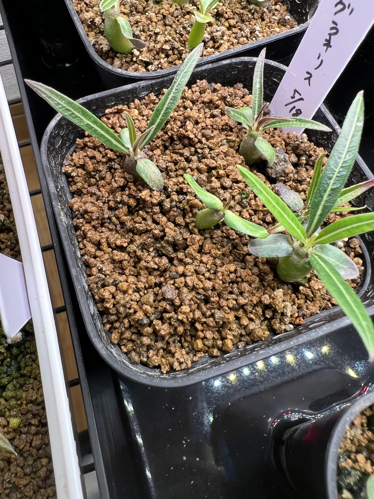 [無料種子] 発芽難 パキポディウム グラキリス　 Pachypodium rosulatum var. gracilius
