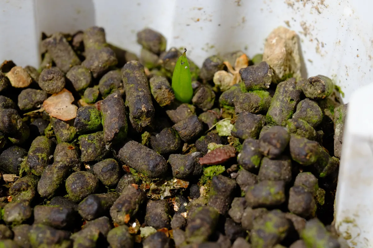 Aloe petricola (アロエ ペトリコーラ)
