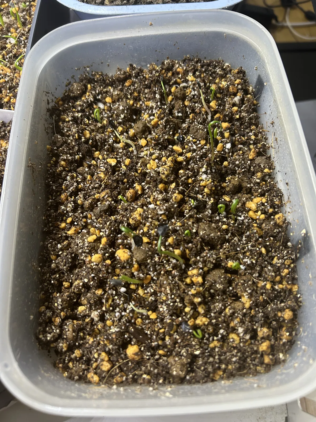 Agave seemanniana (アガベ シーマニアナ)