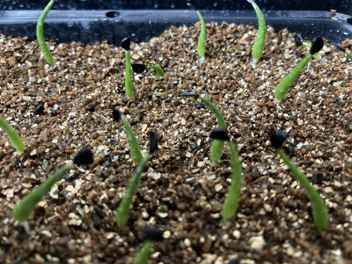 Agave utahensis var. eborispina 'Vegas' (アガベ エボリスピナ ヴェガス)