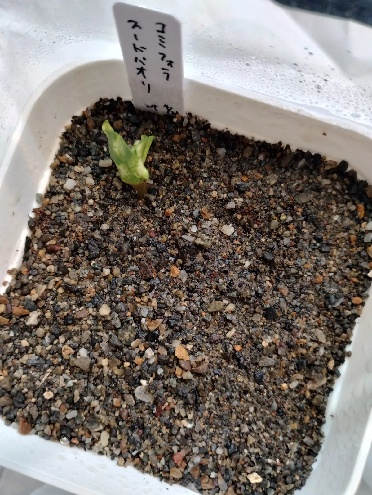 [無料種子] コミフォラ スードウパオリー Commiphora pseudopaolii (CLEARANCE)