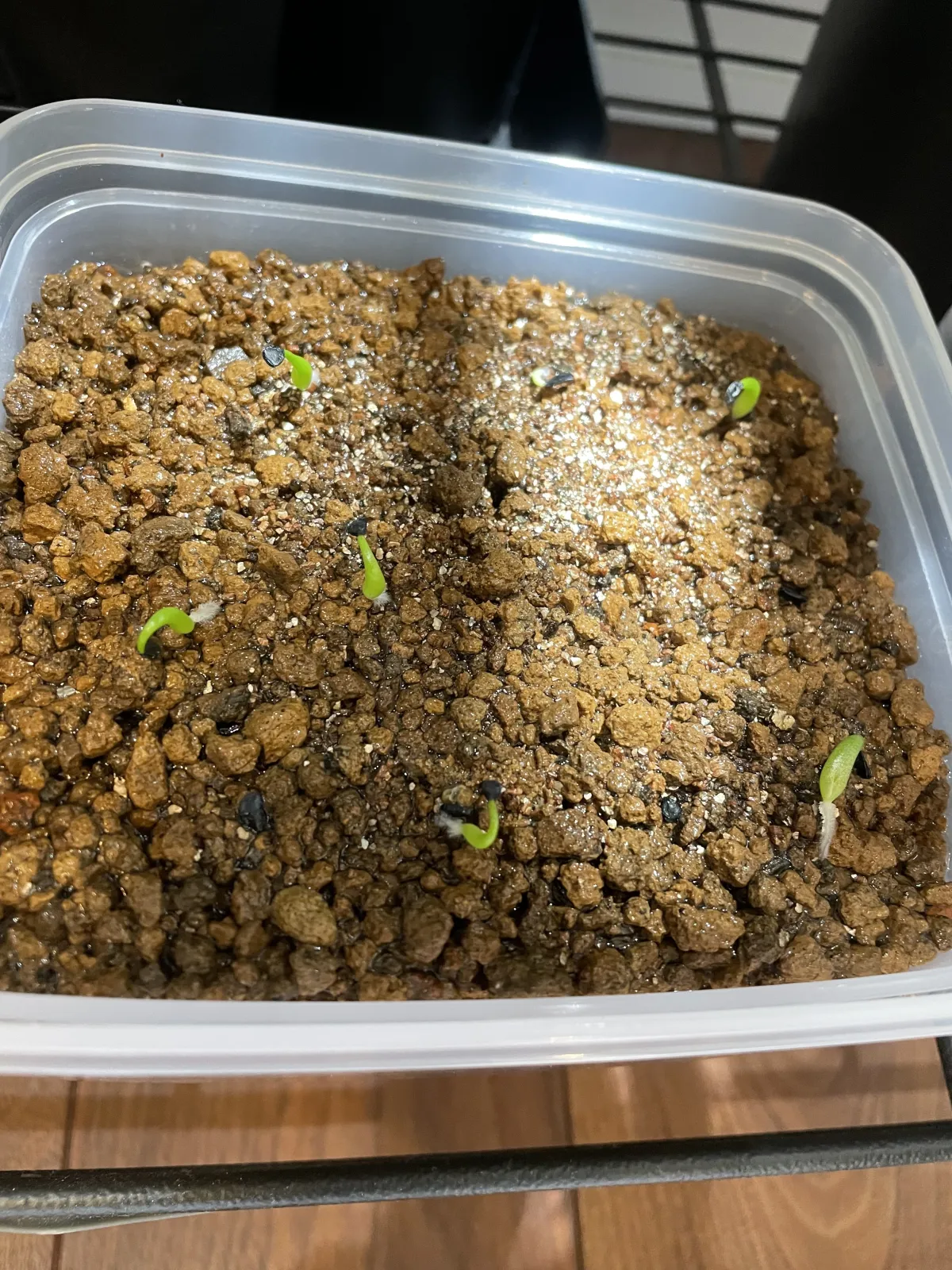 Agave oteroi (アガベ オテロイ)