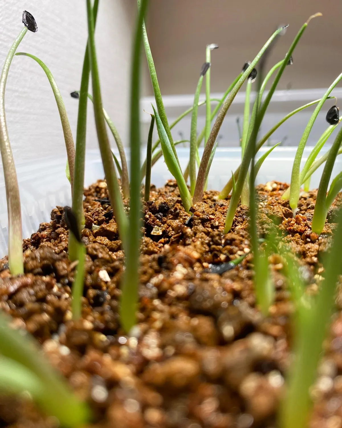 Agave potatorum (アガベ ポタトラム)