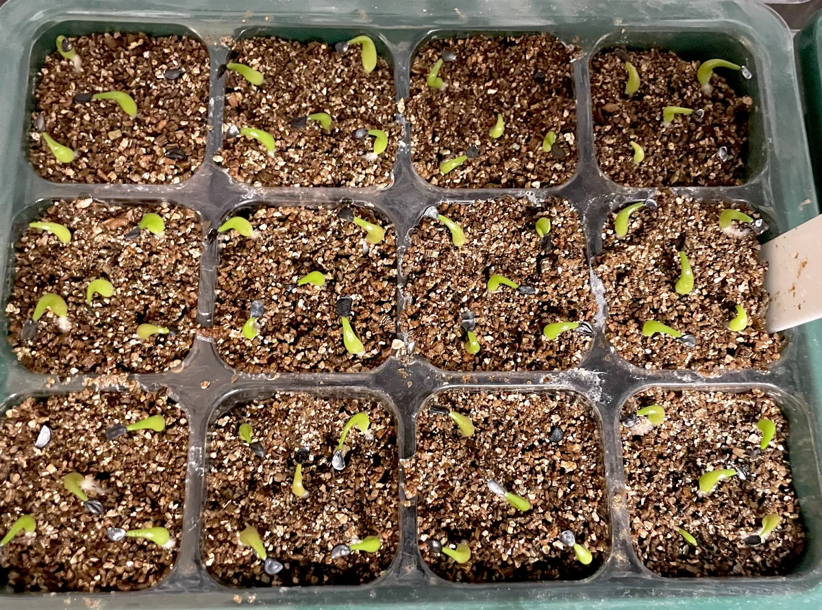 Agave oteroi (アガベ オテロイ)