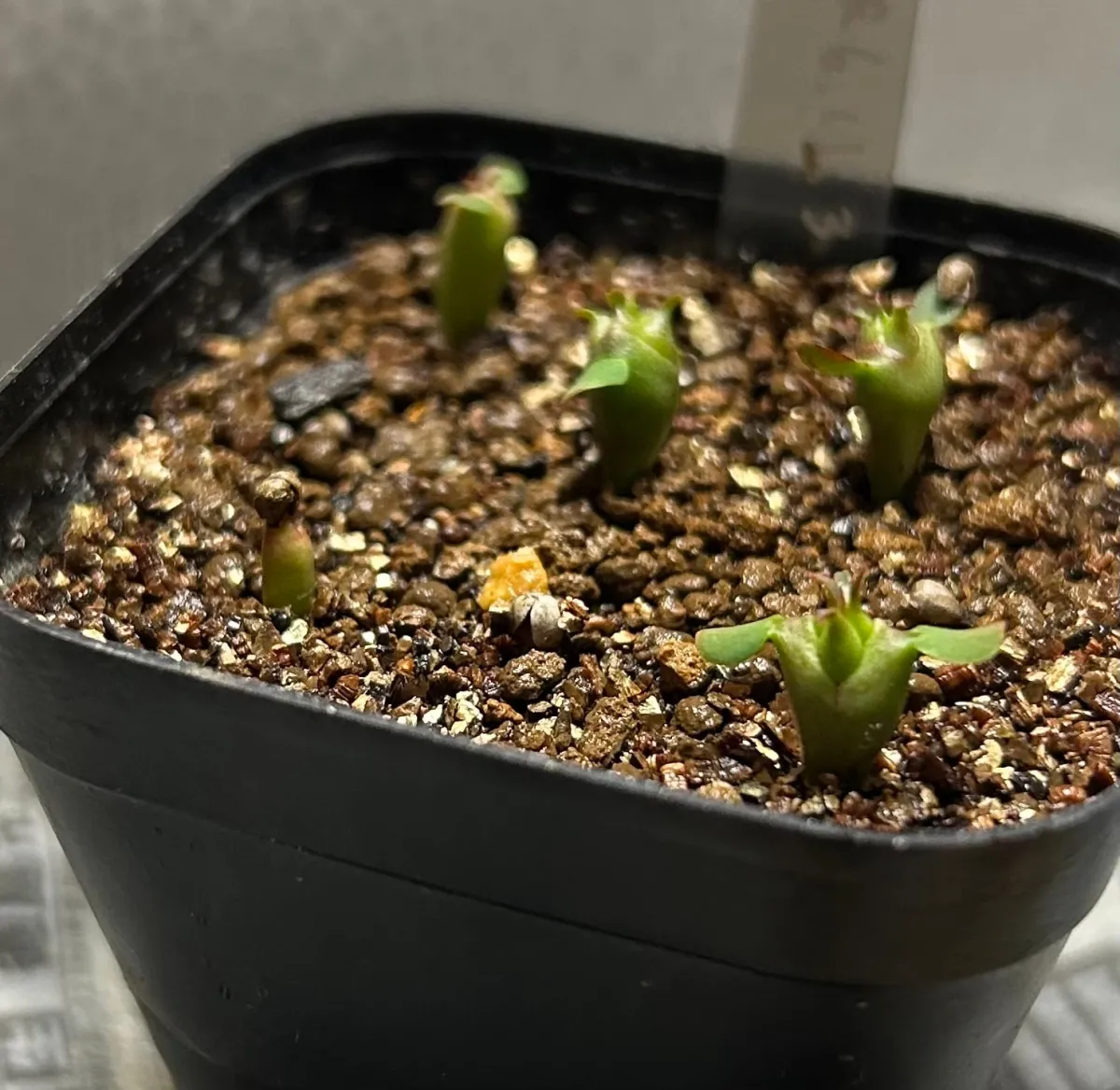 Euphorbia polygona (ユーフォルビア ポリゴナ)