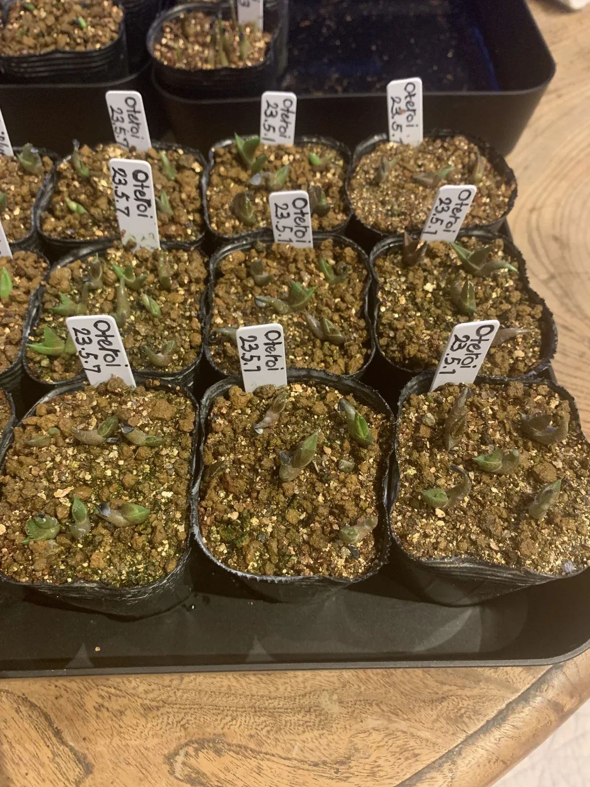 Agave oteroi (アガベ オテロイ)