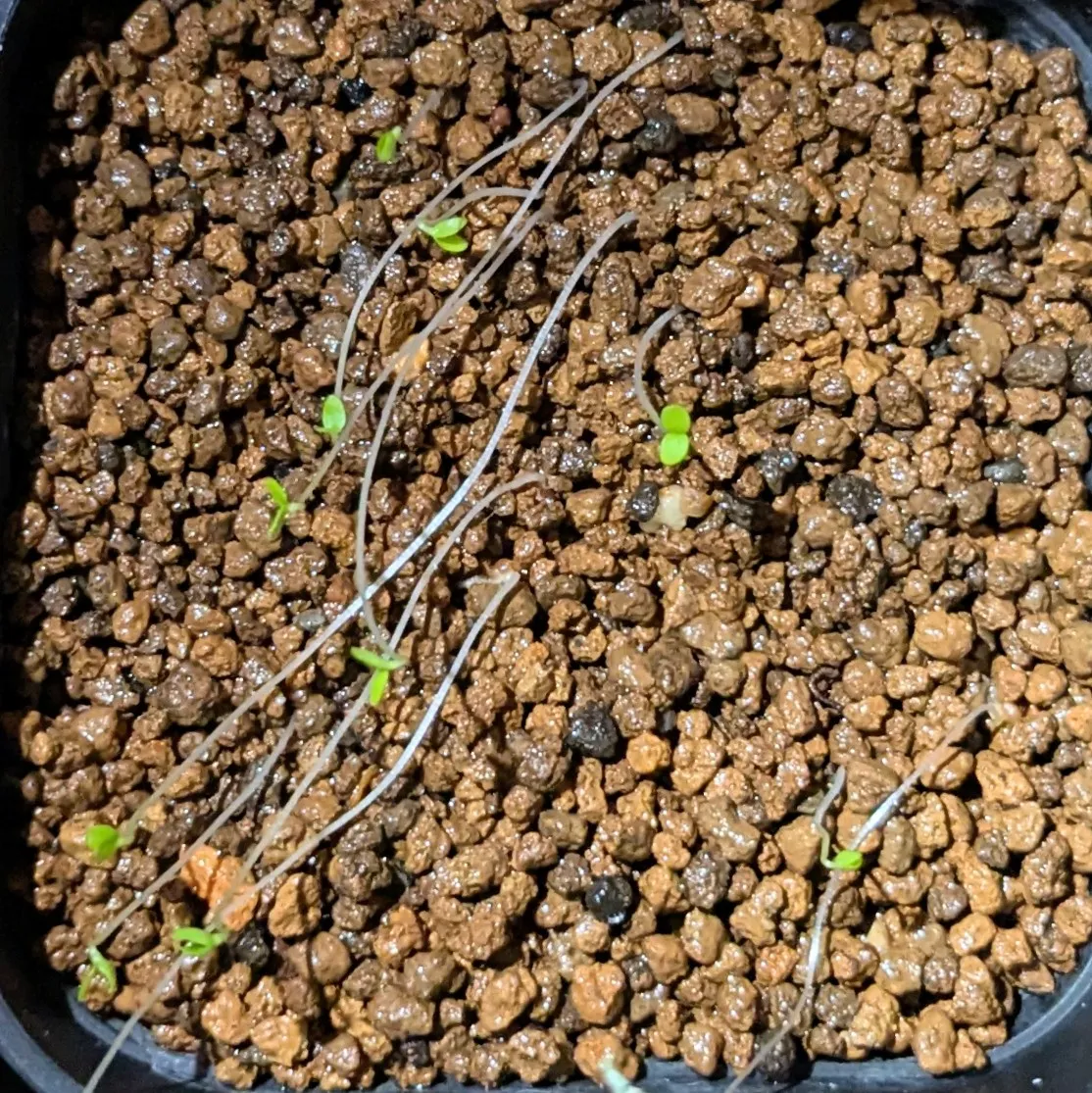 Ficus petiolaris (フィカス ペティオラリス)