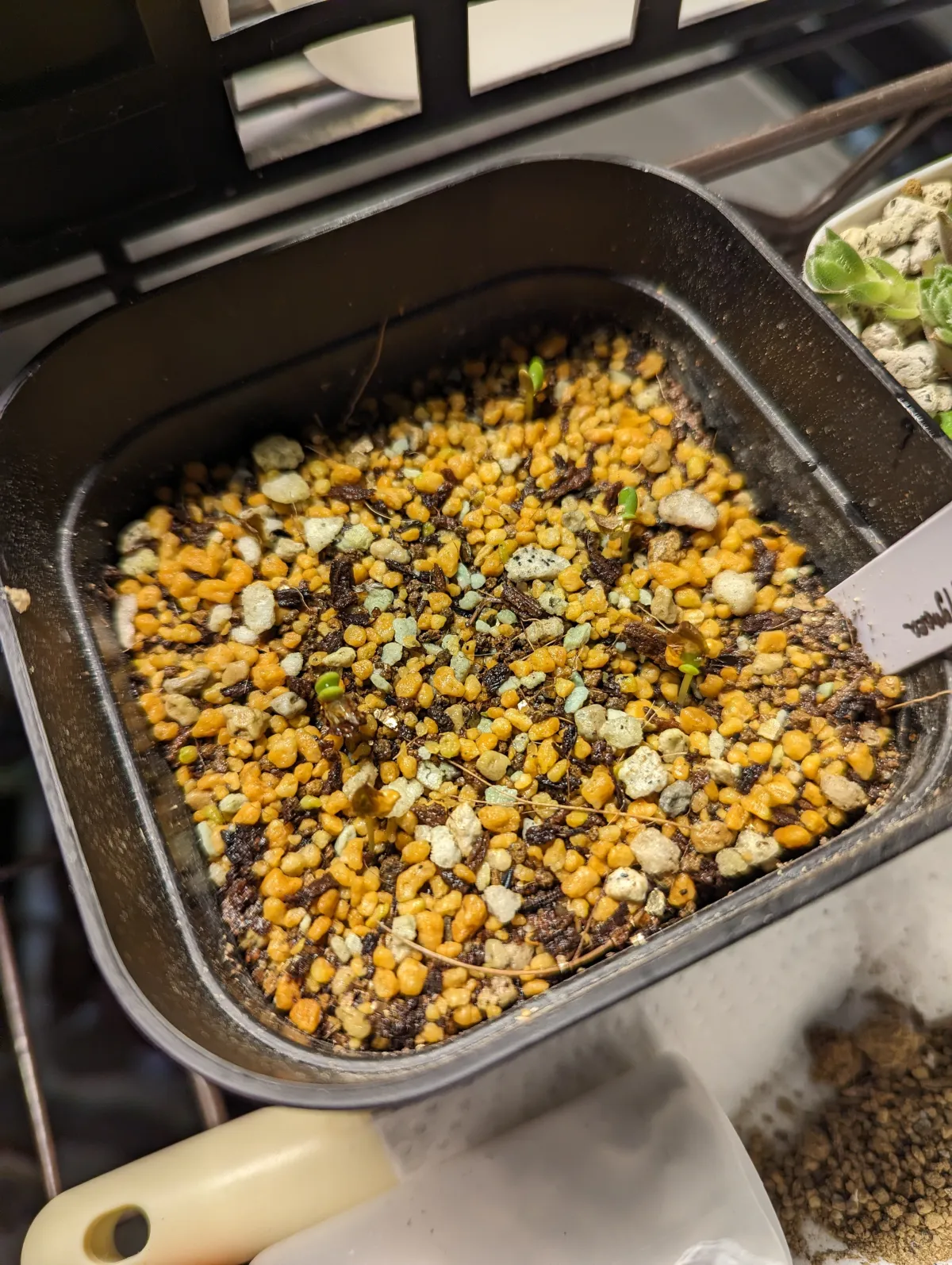 Ceraria pygmaea (ケラリア ピグマエア)