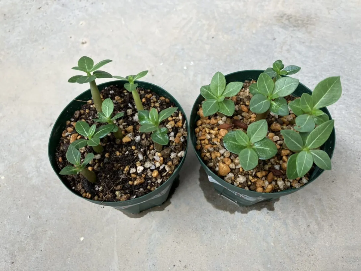 Adenium arabicum (アデニウム アラビカム イエメン)