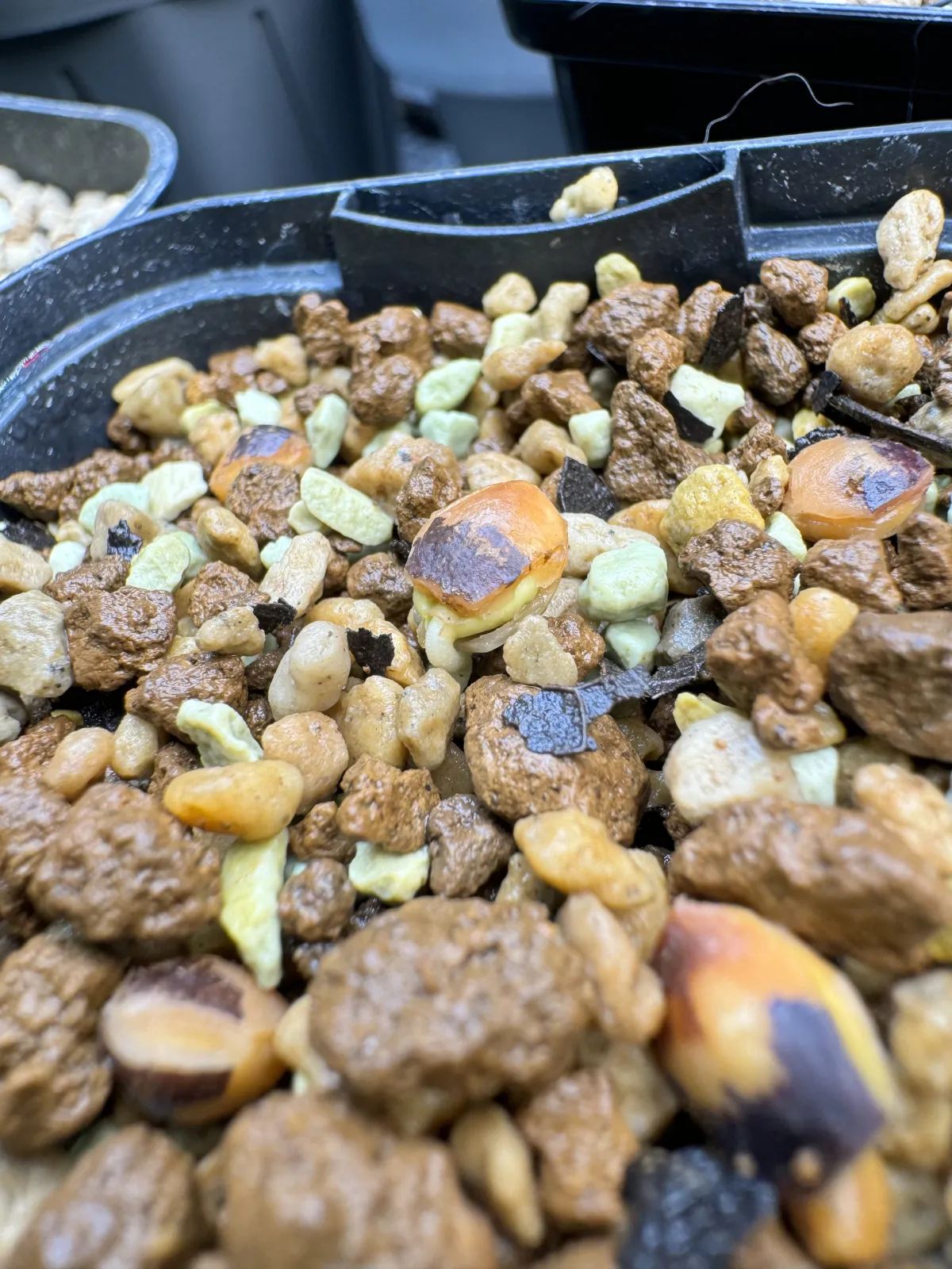 Commiphora orbicularis (コミフォラ オルビクラリス)