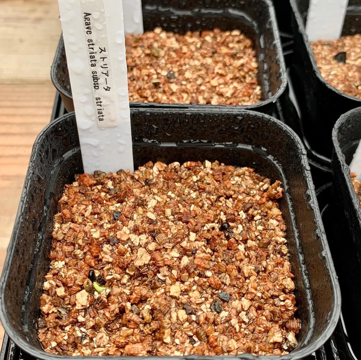 Aloe striata (アロエ ストリアータ)