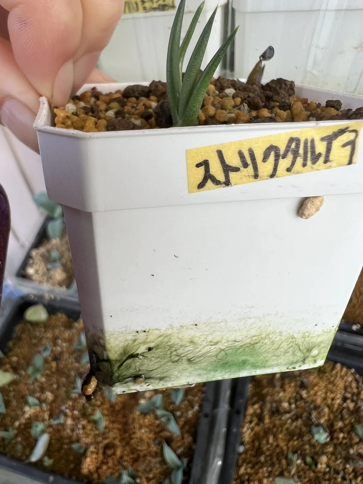 Agave stricta rubra (アガベ ストリクタ ルブラ)