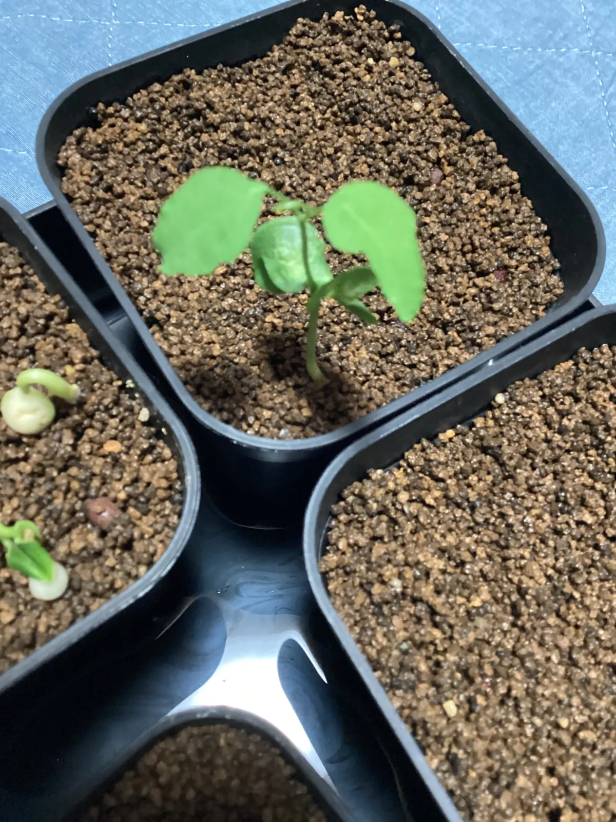 Adenia glauca (アデニア グラウカ)