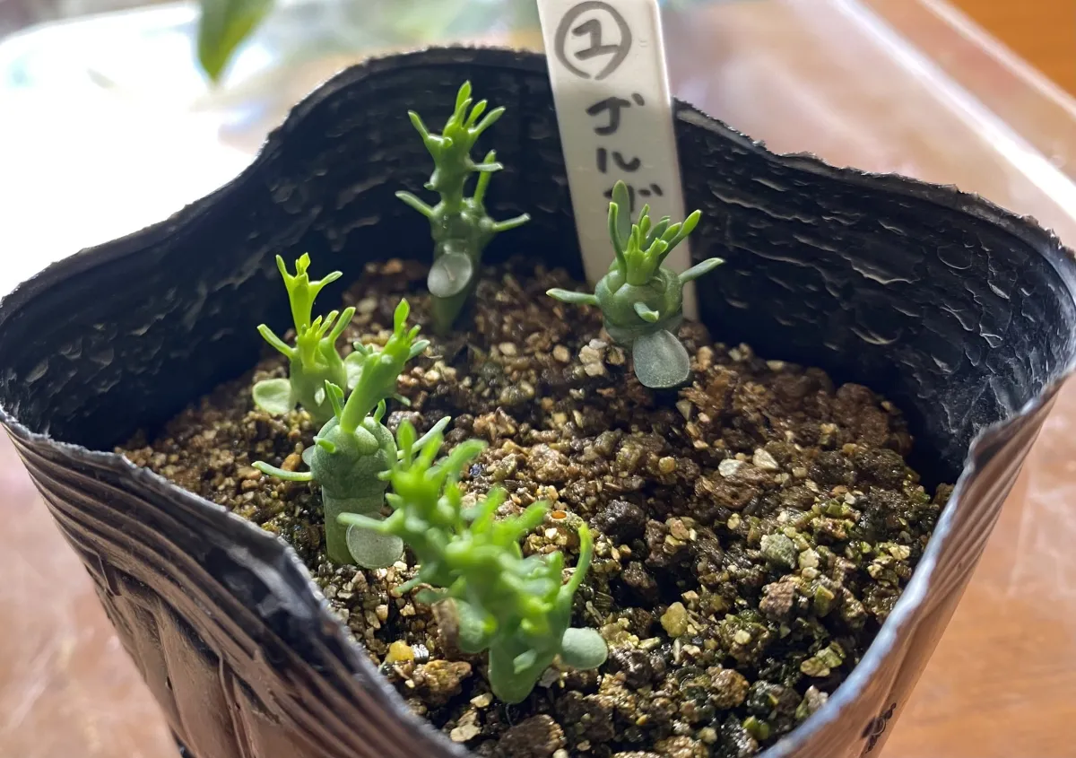 Euphorbia gorgonis (ユーフォルビア ゴルゴニス 金輪際)