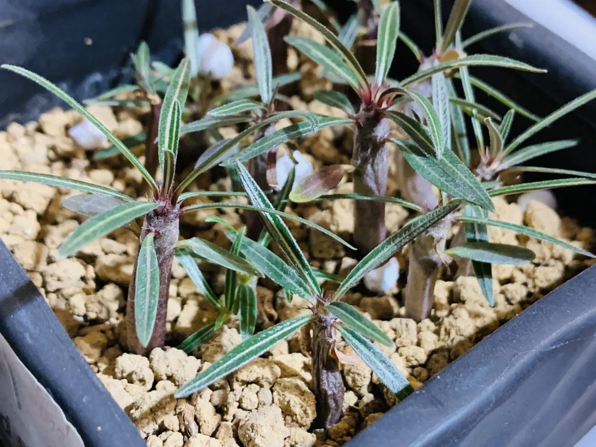 Pachypodium rosulatum ssp. cactipes (パキポディウム カクチペス)