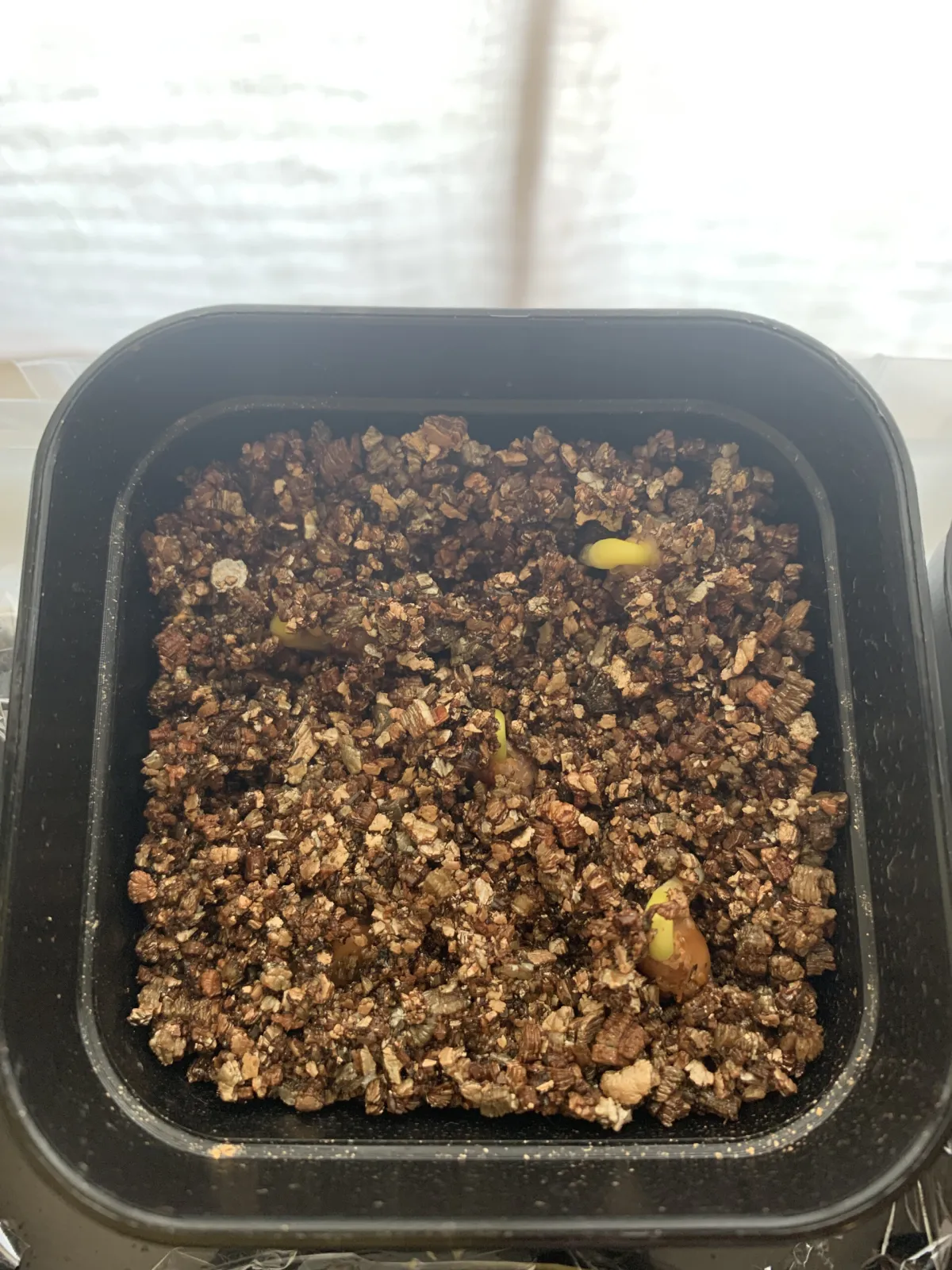 Cassia javanica ssp. nodosa (カッシア ノドサ)