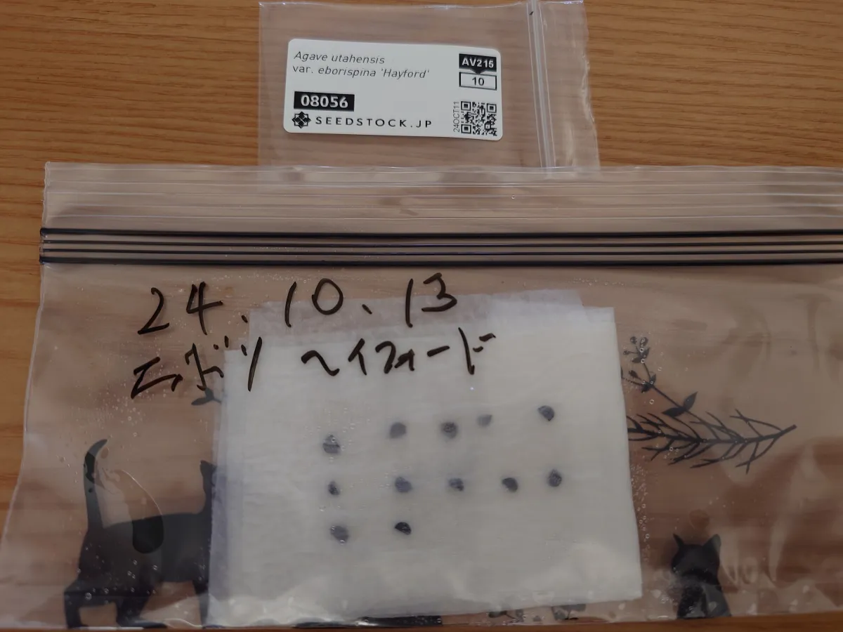 Agave utahensis var. eborispina 'Hayford' (アガベ エボリスピナ ヘイフォード)