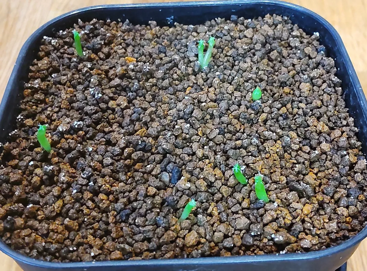 Turbinicarpus klinkerianus Huizache (ツルビニカルプス クリンケリアナス ウィサチェ)