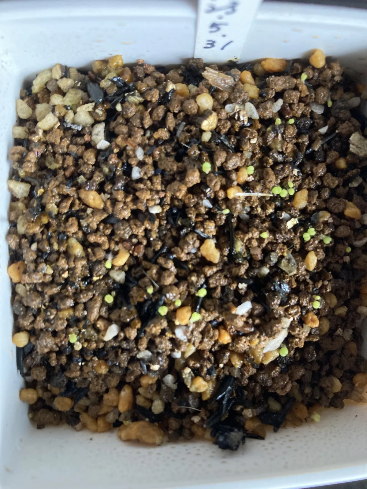 Echinocereus reichenbachii subsp. fitchii (エキノケレウス レイケンバキーフィッチー)