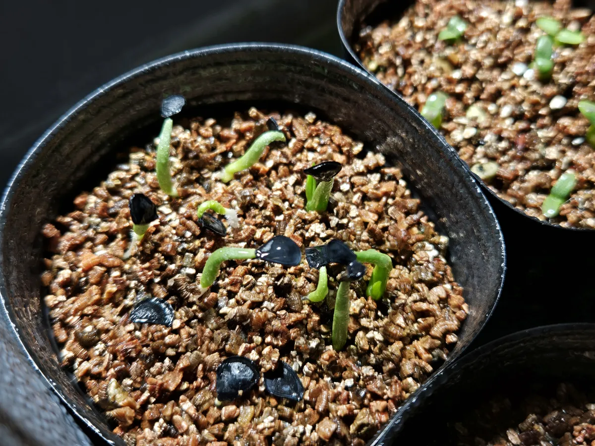 Agave parryi subsp. parryi (アガベ パリー)