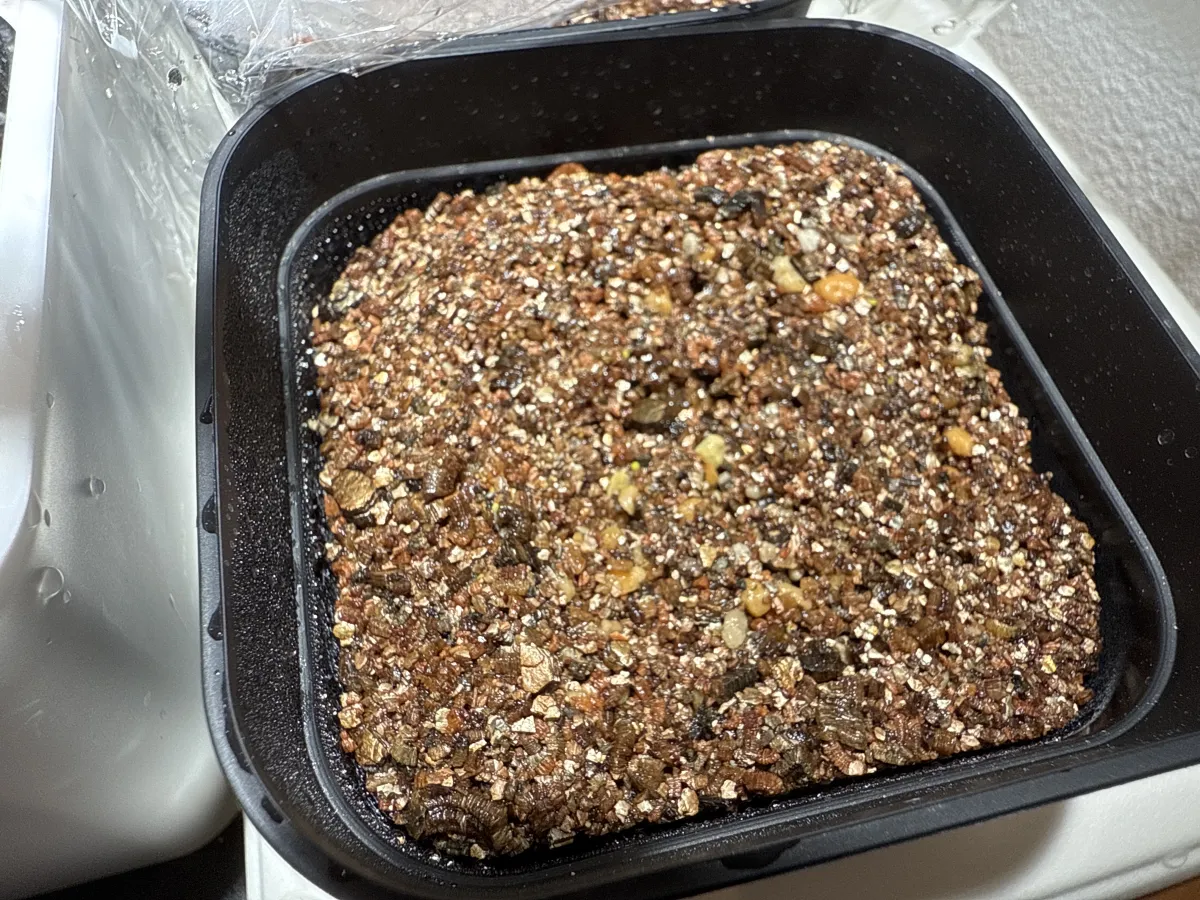 Lithops marmorata (リトープス マルモラータ)