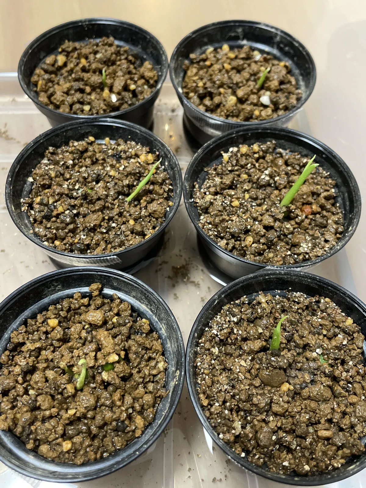 Monstera deliciosa Tauerii (モンステラ タウエリー)